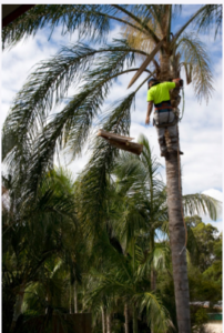 contact palm tree removal Adelaide