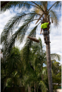 Choosing a Palm Tree Removal Company - Beatles 4 You