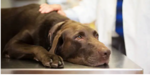 CCL tear in dogs prevention