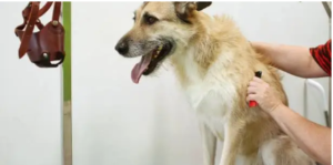 dog physical therapist