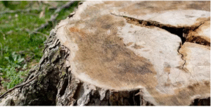 stump removal